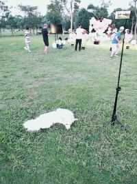 潘虎在安庆双拥公园遛狗22，2020.9.6