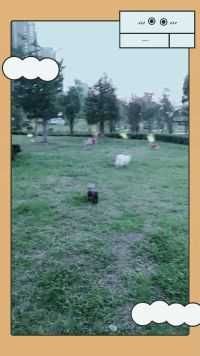 潘虎在安庆双拥公园遛狗24，2020.9.6