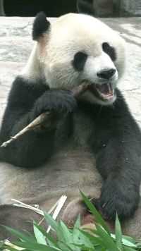 据说熊猫一本正经吃竹笋的时候，耳朵会飞起来，哈哈