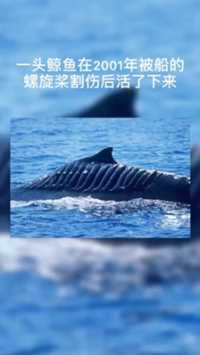 鲸鱼在2001年被船的螺旋桨割伤，竟然活了下来，现在它叫做“刀锋行者”