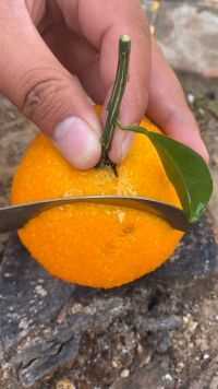 听说这种橙子一年只能吃一次  