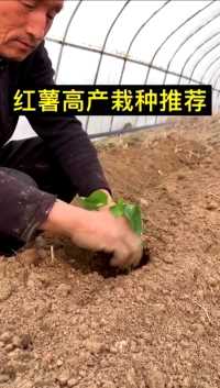 红薯高产栽种推荐